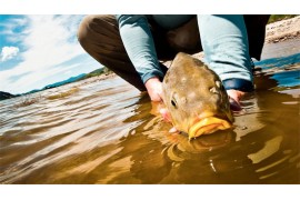 Consejos para la pesca de carpas en lo más duro del verano